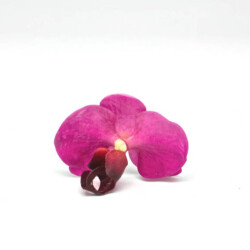 Fabric flower